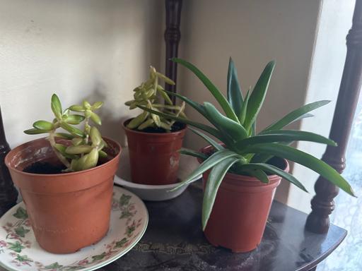 Buy & Sell West Midlands Dudley - Photos for Plants