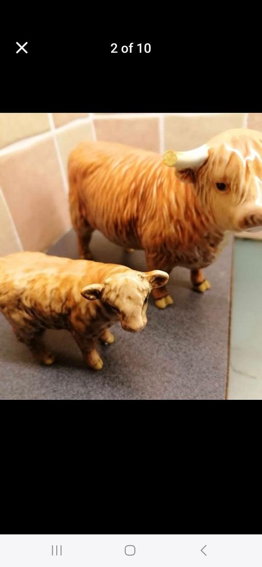 Buy & Sell Lancashire Pendle - Photos for Beswick Highland cows.