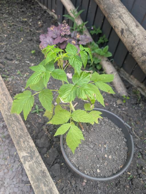 Buy & Sell West Midlands Sandwell - Photos for raspberry plant