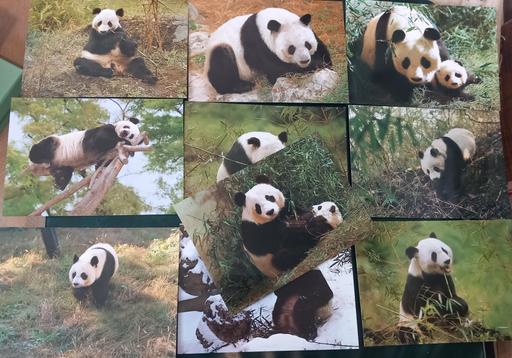 Buy & Sell Merseyside Saint Helens - Photos for 10 panda photo postcards