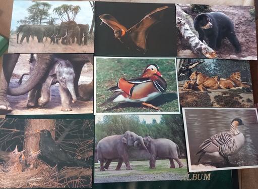 Buy & Sell Merseyside Saint Helens - Photos for Collection of animal and bird postcards