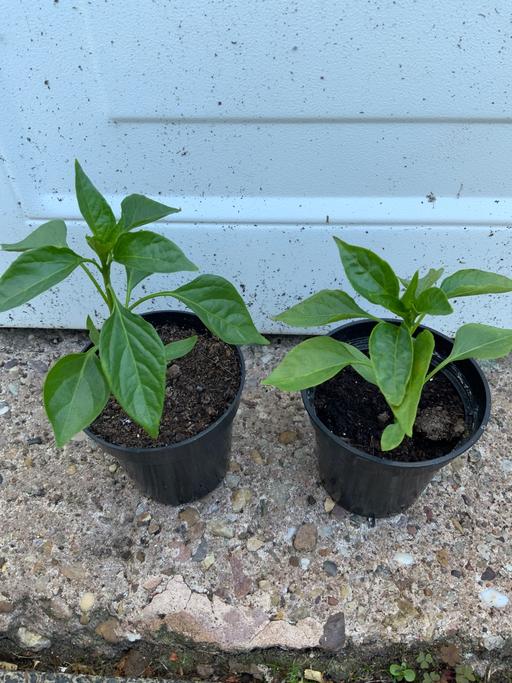 Buy & Sell West Midlands Birmingham - Photos for Vegetables Chilli Peppers