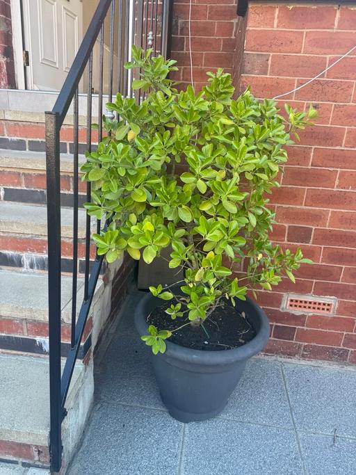 Buy & Sell West Yorkshire Leeds - Photos for Giant outdoor plant (Pittosporum tobira)