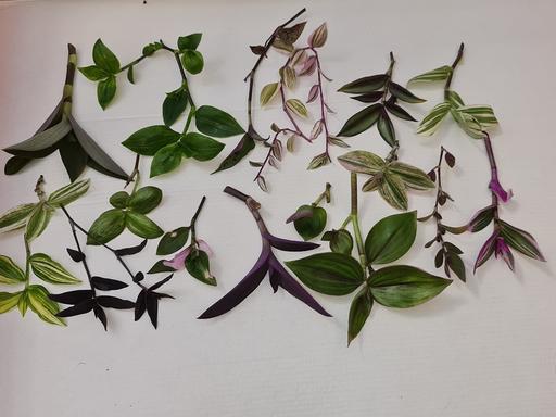 Buy & Sell Barking and Dagenham Barking - Barking and Dagenham - Photos for Tradescantia cuttings