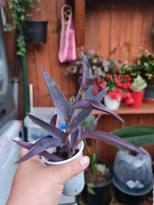 Buy & Sell Barking and Dagenham Barking - Barking and Dagenham - Photos for Purple heart/ Indoor Plants