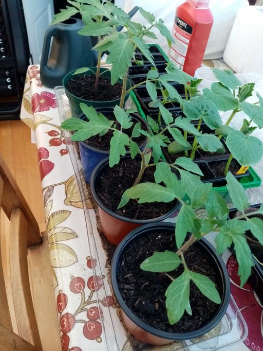 Buy & Sell Worcestershire Bromsgrove - Photos for Tomato and cucumber plants