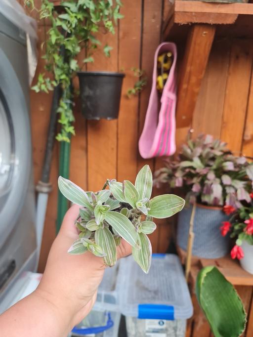 Buy & Sell Barking and Dagenham Barking - Barking and Dagenham - Photos for Tradescantia pink panter