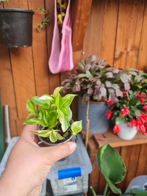 Buy & Sell Barking and Dagenham Barking - Barking and Dagenham - Photos for Tradescantia yellow hill