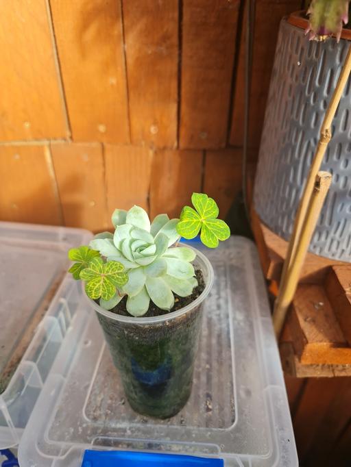 Buy & Sell Barking and Dagenham Barking - Barking and Dagenham - Photos for Suculent and oxalis Carimbosa aurea