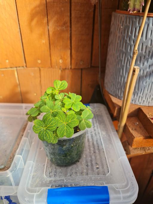 Buy & Sell Barking and Dagenham Barking - Barking and Dagenham - Photos for oxalis Carimbosa aurea