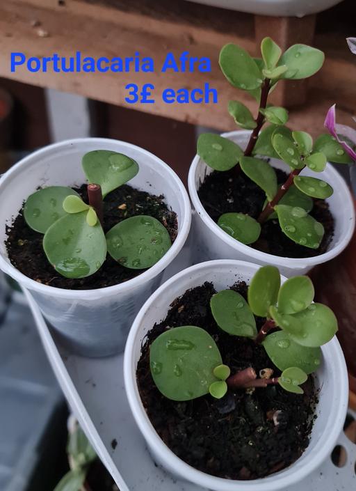 Buy & Sell Barking and Dagenham Barking - Barking and Dagenham - Photos for bonsai suculent