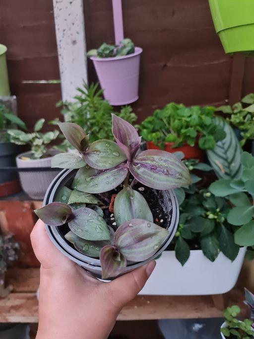 Buy & Sell Barking and Dagenham Barking - Barking and Dagenham - Photos for Tradescantia buckleyi