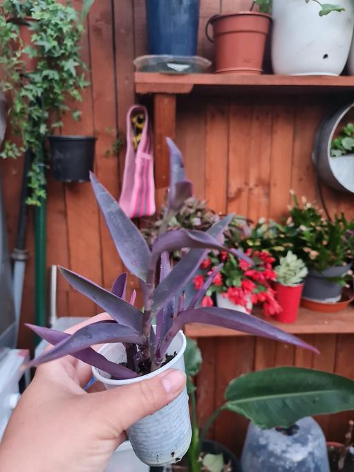 Buy & Sell Barking Barking and Dagenham - Photos for Tradescantia purple heart 💜