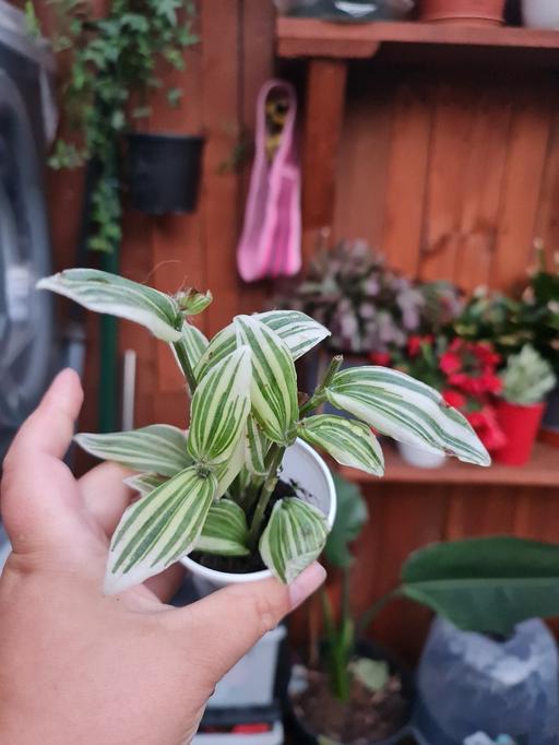 Buy & Sell Barking and Dagenham Barking - Barking and Dagenham - Photos for Tradescantia Albiovitta