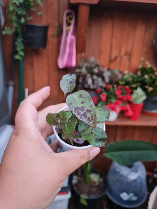 Buy & Sell Barking and Dagenham Barking - Barking and Dagenham - Photos for Tradescantia Pingley