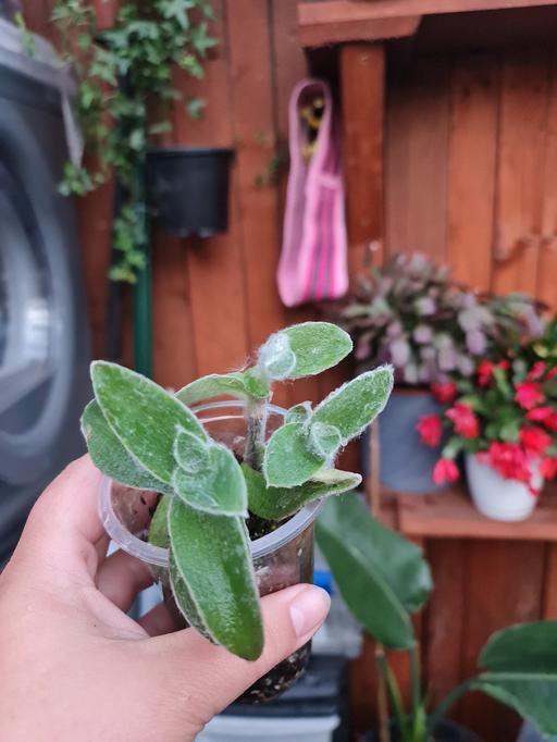 Buy & Sell Barking and Dagenham Barking - Barking and Dagenham - Photos for Tradescantia silamontana