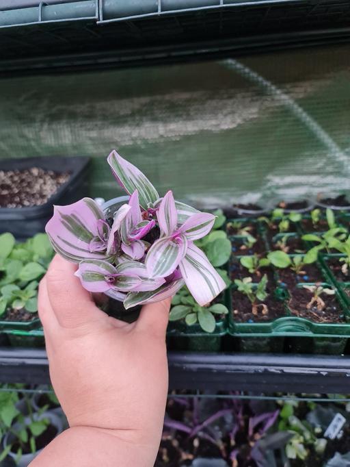Buy & Sell Barking and Dagenham Barking - Barking and Dagenham - Photos for Tradescantia NANOUK