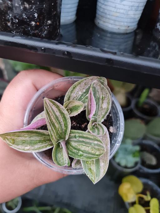 Buy & Sell Barking and Dagenham Barking - Barking and Dagenham - Photos for Tradescantia sweet tabby