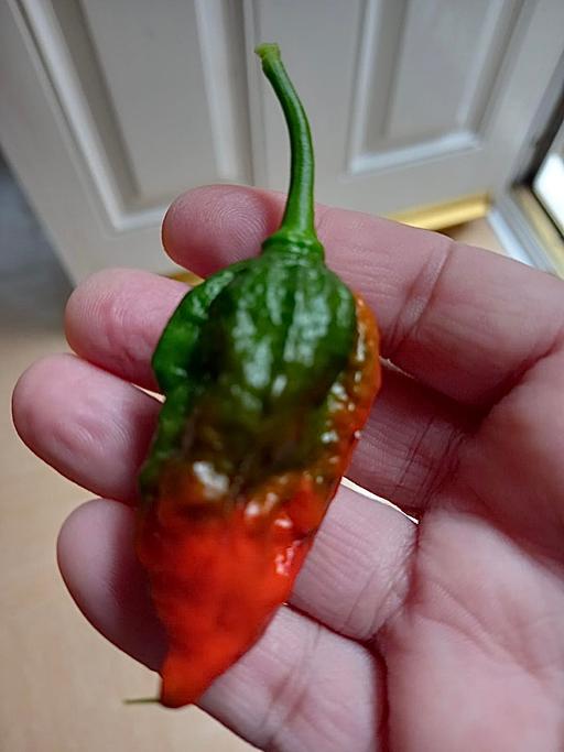 Buy & Sell West Midlands Birmingham - Photos for Bangladeshi Kala naga plants for sale