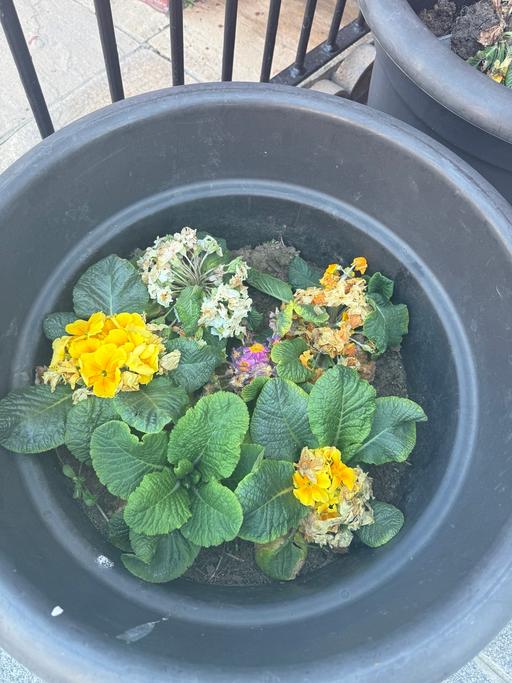 Buy & Sell Holbeck Leeds - Photos for Two giant flower pots with planted flowers