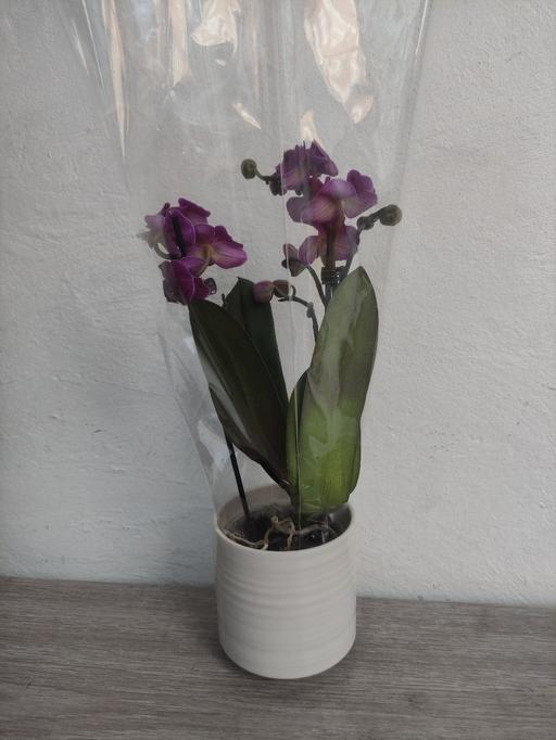 Buy & Sell West Northamptonshire Grafton Street Industrial Estate - West Northamptonshire - Photos for Orchid plant with ceramic pot