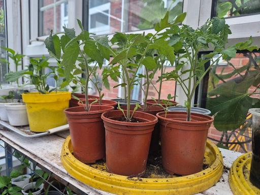 Buy & Sell West Midlands Birmingham - Photos for Tomato Plants