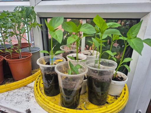 Buy & Sell West Midlands Birmingham - Photos for Green chillies