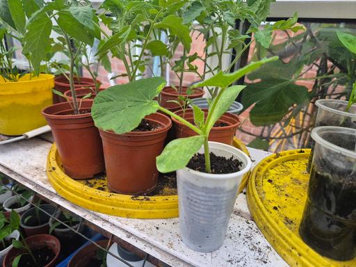 Buy & Sell West Midlands Birmingham - Photos for Sweet Pumpkin Plant