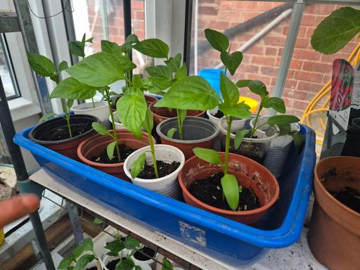 Buy & Sell West Midlands Birmingham - Photos for Big Peppers Plant