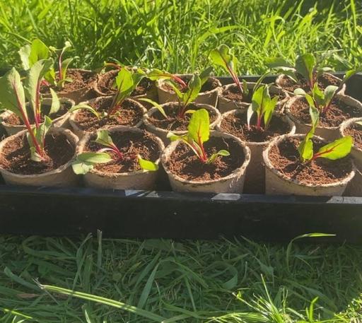 Buy & Sell West Midlands Wolverhampton - Photos for Beetroot seedlings