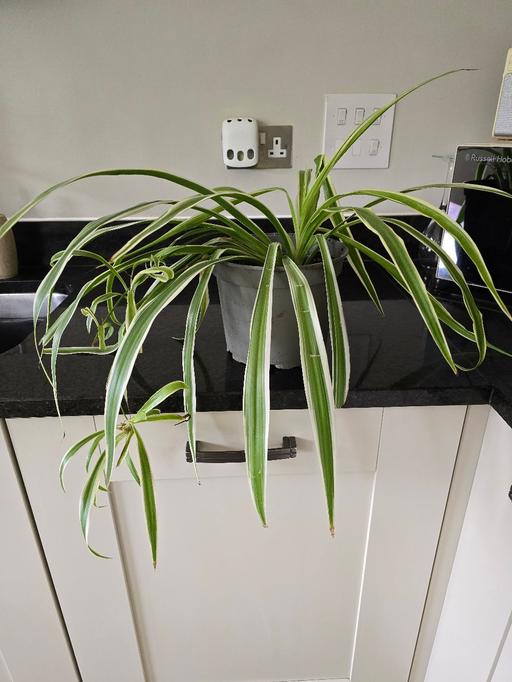 Buy & Sell West Midlands Sandwell - Photos for Spider plant with babies (indoor)