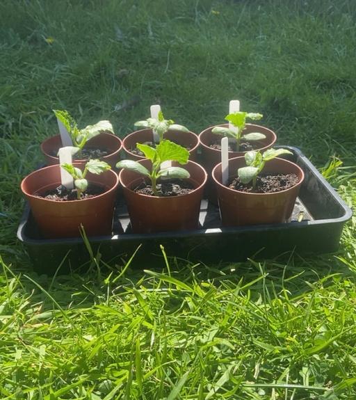 Buy & Sell West Midlands Wolverhampton - Photos for Cucumber plants🥒