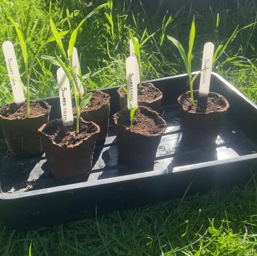 Buy & Sell West Midlands Wolverhampton - Photos for Sweetcorn plants🌽