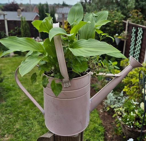 Buy & Sell Staffordshire Stafford - Photos for Hosta In Watering Can