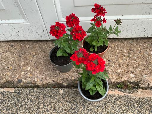 Buy & Sell West Midlands Birmingham - Photos for Bedding Verbena,s