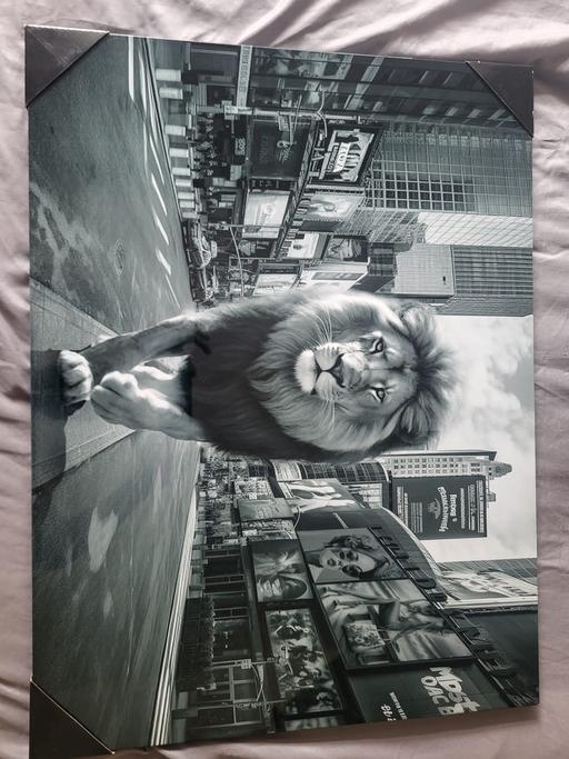 Buy & Sell West Midlands Birmingham - Photos for Brand New Lion Canvas