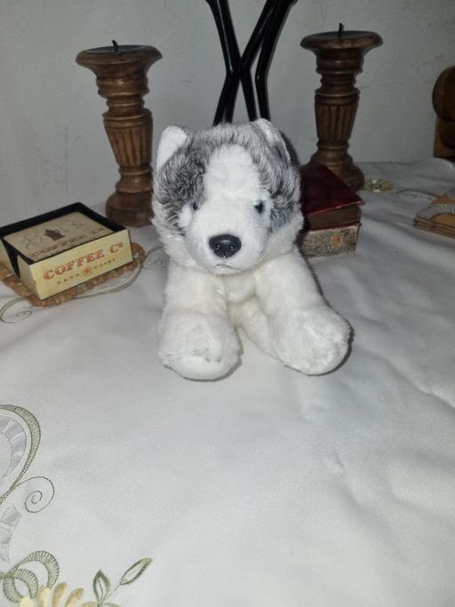 Buy & Sell West Midlands Birmingham - Photos for Gosh Designs Siberian Husky