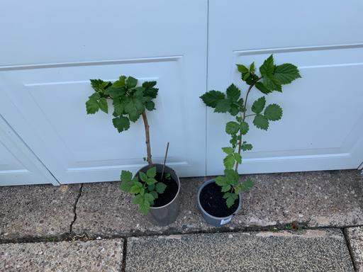 Buy & Sell West Midlands Birmingham - Photos for Fruit Raspberry Glen Ample