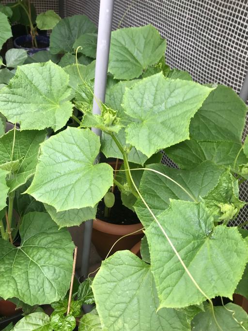 Buy & Sell East London Chase Cross - East London - Photos for Bangladeshi cucumber (Keera) plant!