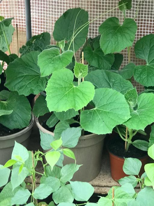 Buy & Sell East London Havering - Photos for Bangladeshi Green Khodu (bottle Gourd) plant!
