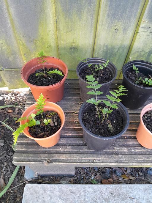 Buy & Sell West Midlands Wolverhampton - Photos for Fern Plants