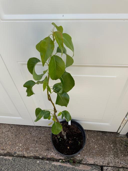 Buy & Sell West Midlands Birmingham - Photos for Fruit Patio Pear Tree