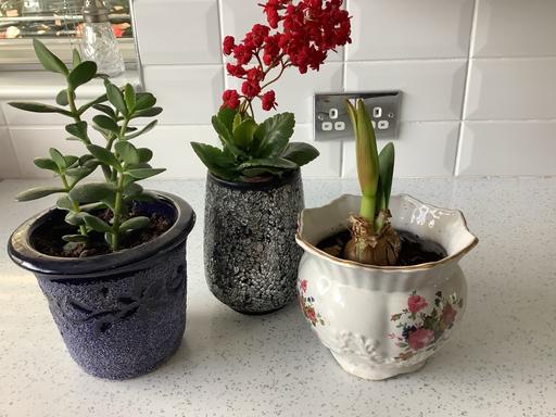 Buy & Sell West Midlands Dudley - Photos for Trio of houseplants