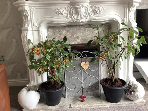 Buy & Sell West Midlands Dudley - Photos for XL parrot plants