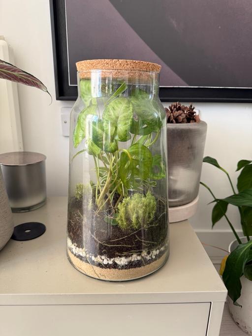 Buy & Sell West London East Acton - West London - Photos for Terrarium 30cm