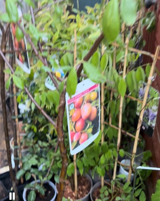 Buy & Sell West Midlands Birmingham - Photos for Plum and cherry trees
