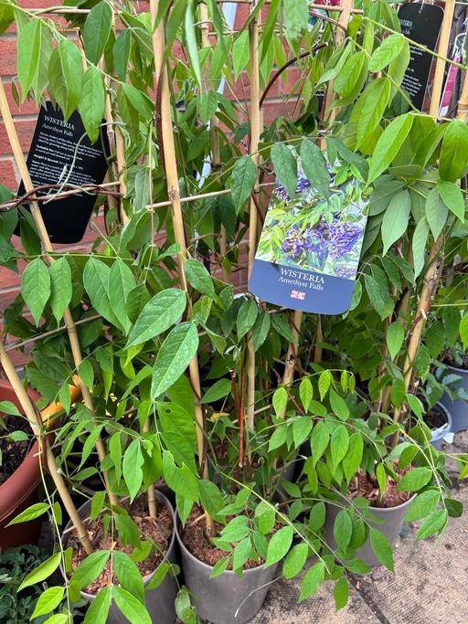 Buy & Sell West Midlands Birmingham - Photos for Wisteria plant in a 4 litre pot