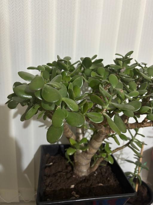 Buy & Sell West Midlands Birmingham - Photos for Jade Money plant
