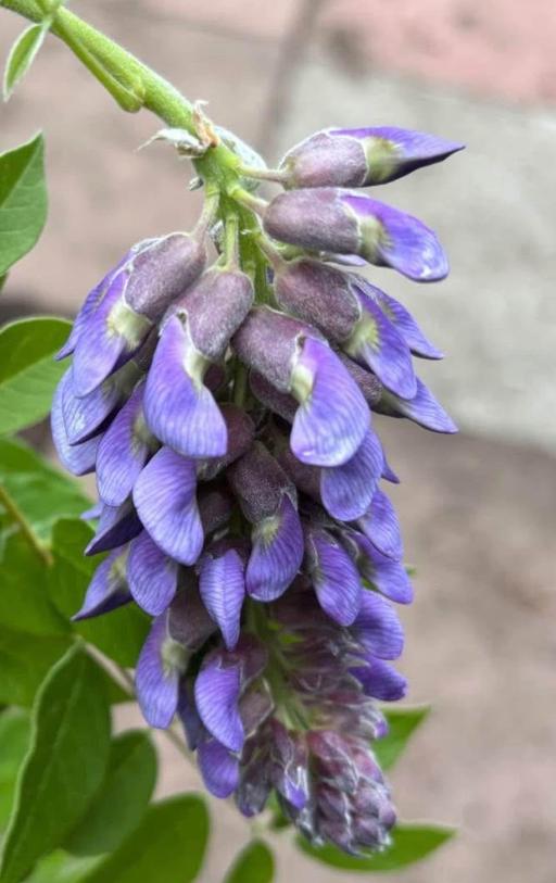 Buy & Sell West Midlands Birmingham - Photos for Wisteria plant