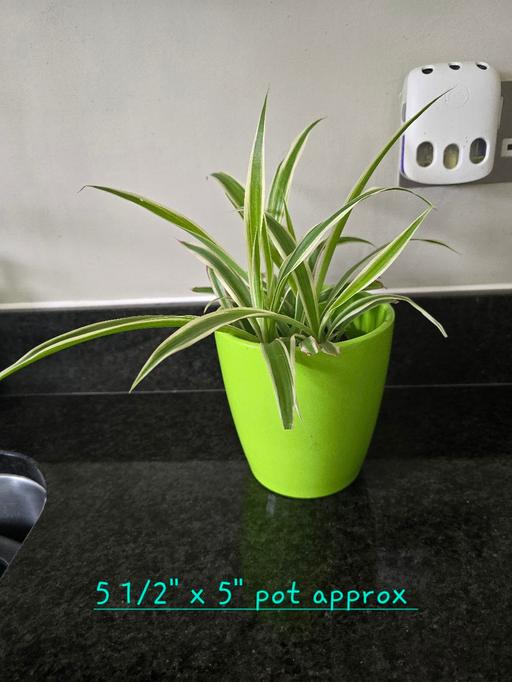 Buy & Sell West Midlands Sandwell - Photos for Spider plant in green pot (indoor)